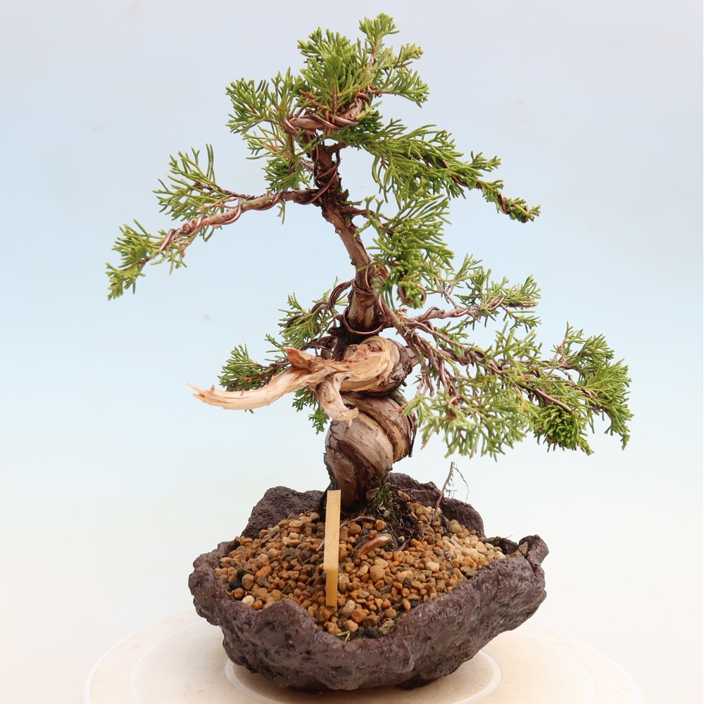 Bonsai für draußen - Juniperus chinensis Itoigawa-Juniperus chinensis