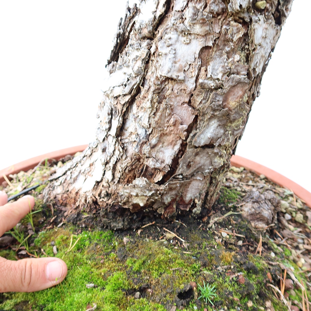 Pinus sylvestris Spanien – Waldkiefer