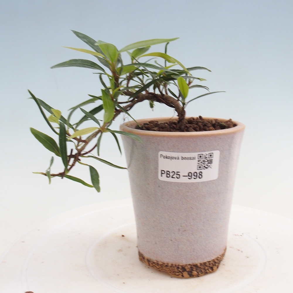 Zimmerbonsai - Ficus nerifolia - kleinblättriger Ficus