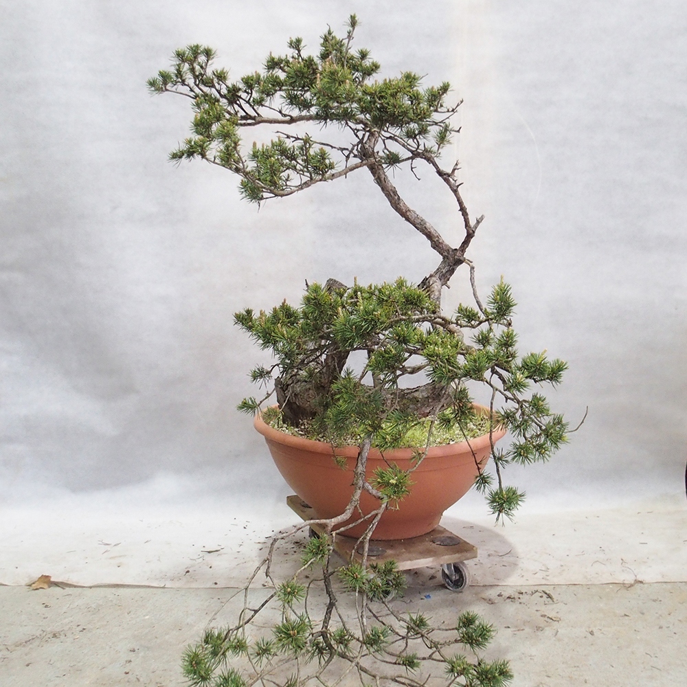 Yamadori - Pinus sylvestris 