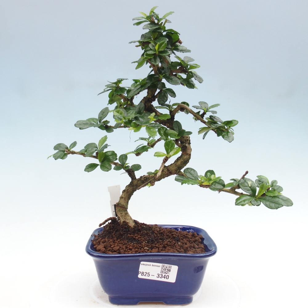 Zimmerbonsai - Carmona Macrophylla - Fuki-Tee
