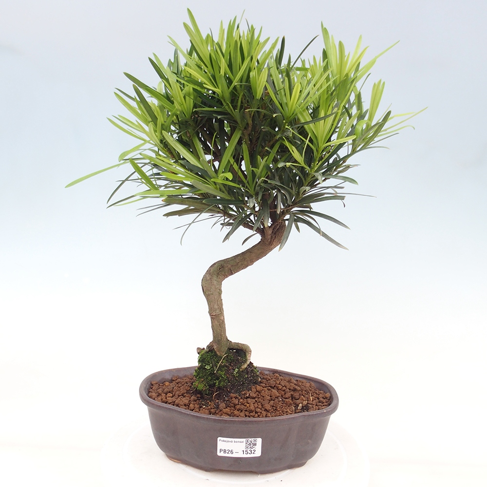 Zimmerbonsai - Podocarpus - Stein-Eibe