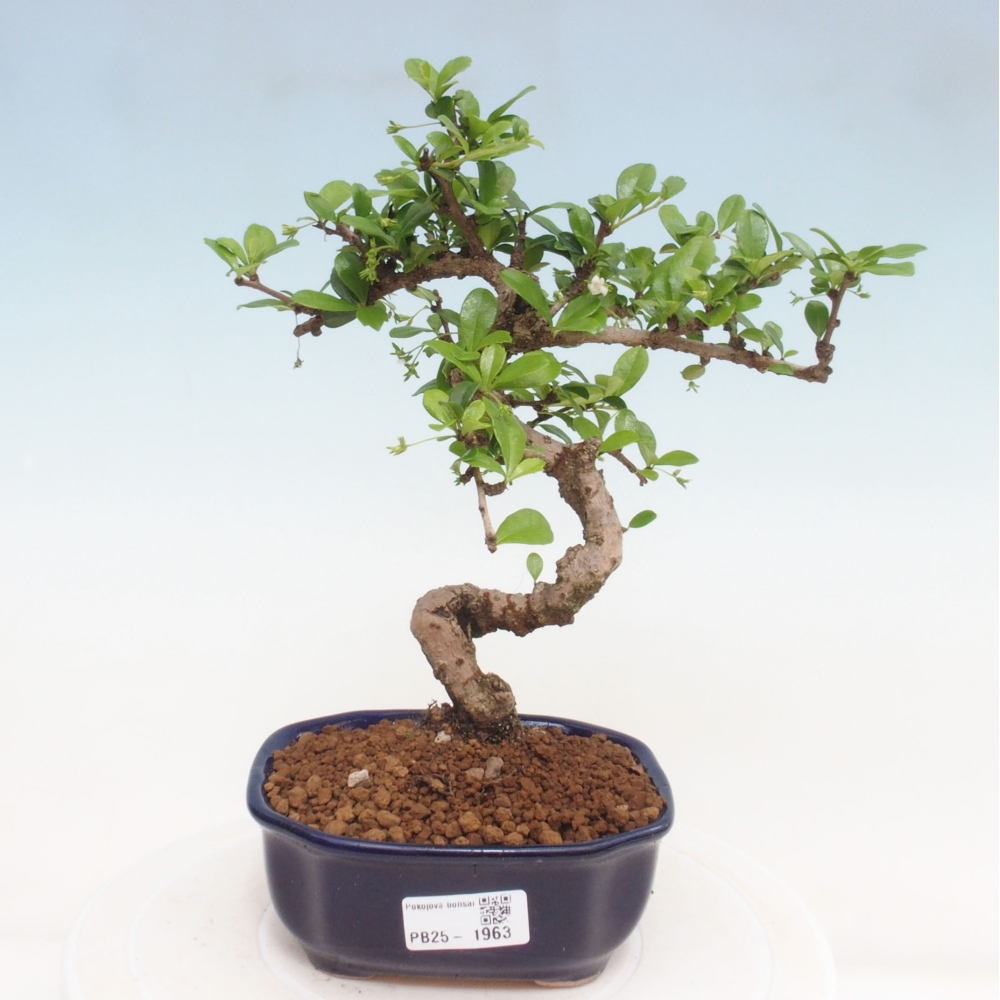 Zimmerbonsai - Carmona Macrophylla - Fuki-Tee