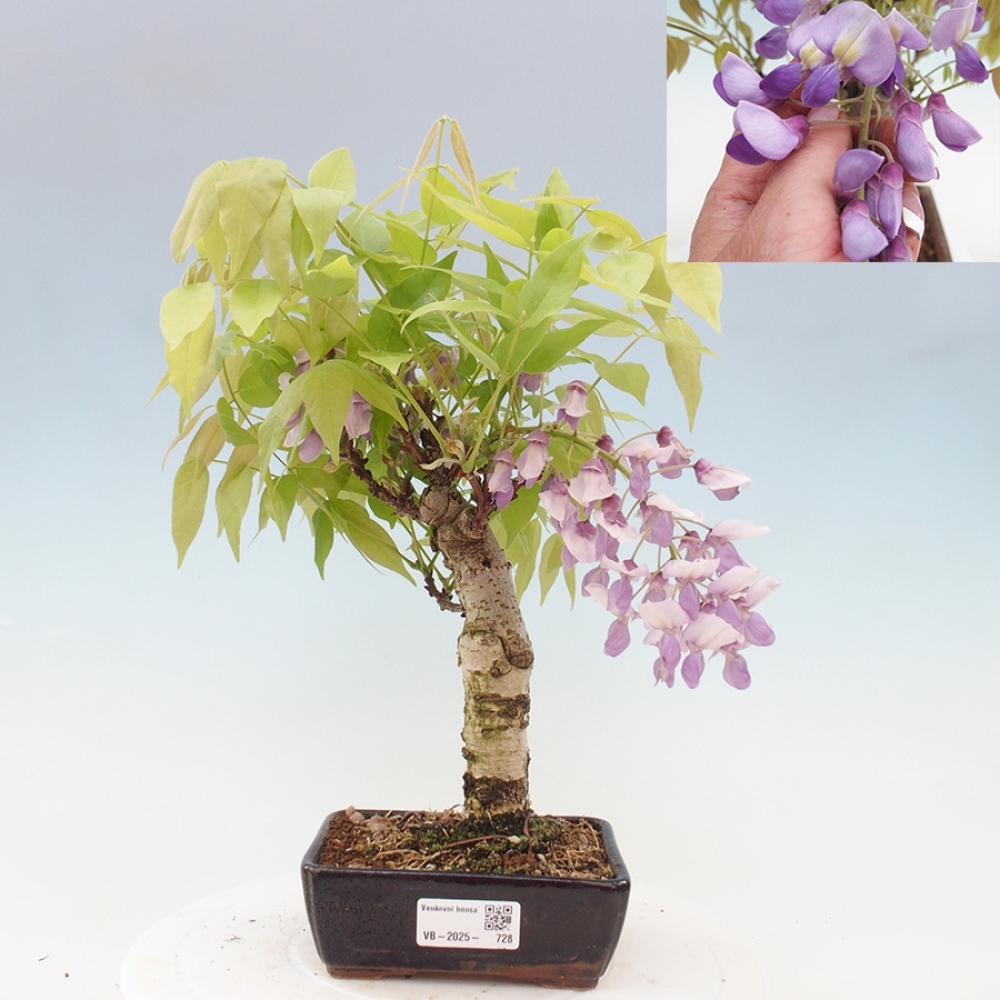 Bonsai im Freien - Wisteria floribunda - Wisteria floribunda
