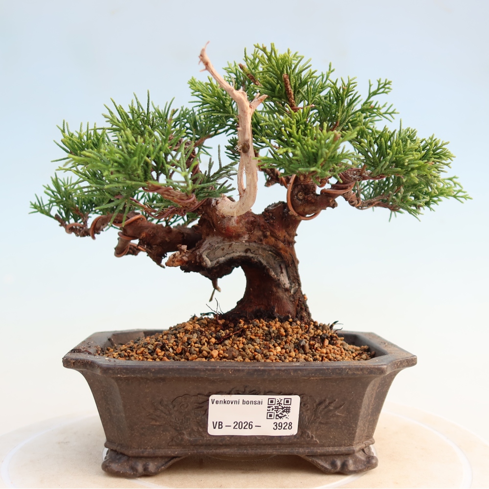 Outdoor bonsai - Juniperus chinensis Itoigawa - Chinese juniper