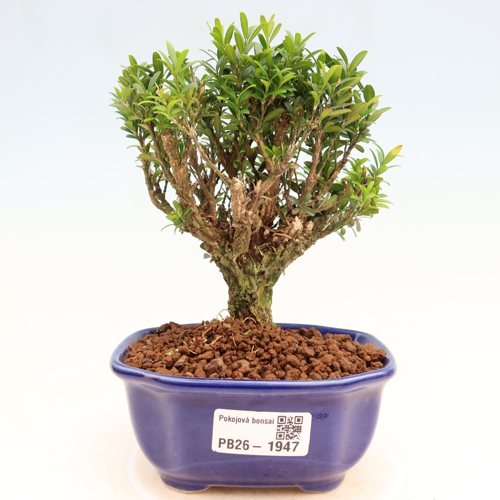 Zimmer Bonsai - Buxus harlandii - Korkbuxus
