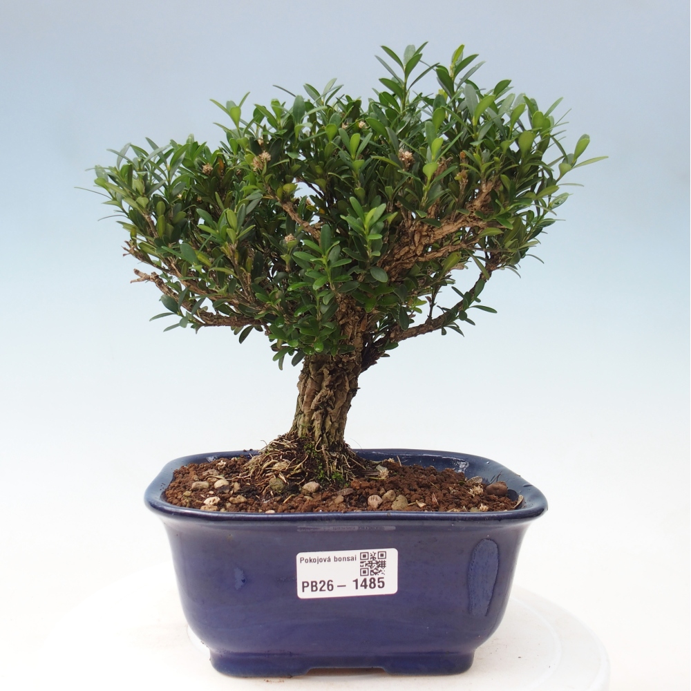Zimmer Bonsai - Buxus harlandii - Korkbuxus