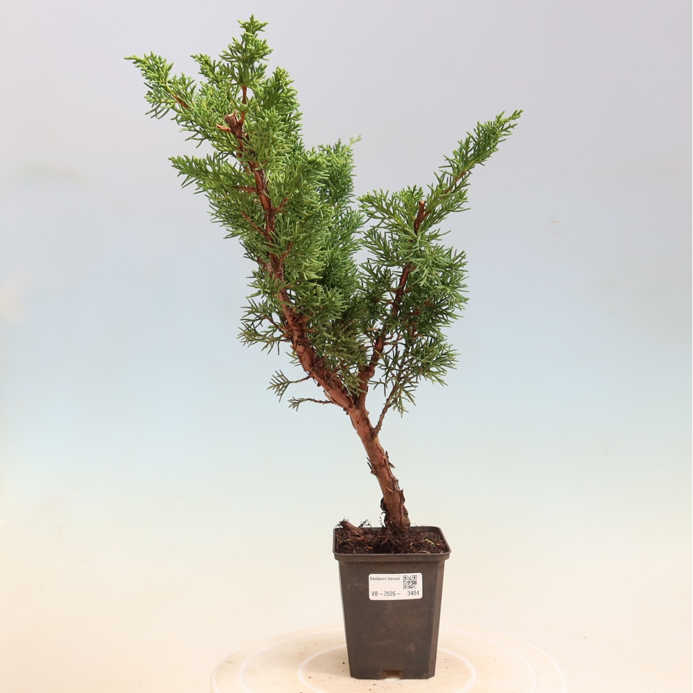 Bonsai für draußen - Juniperus chinensis Kishu