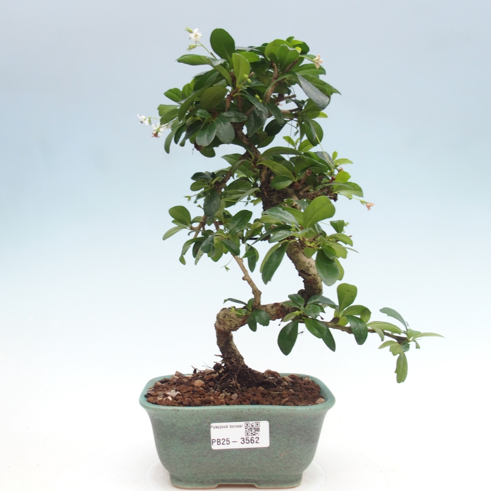 Zimmer-Bonsai - Carmona macrophylla - Tee-Fuki