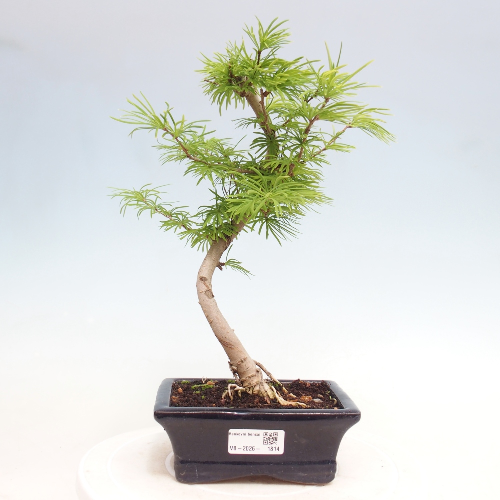 Bonsai für draußen -Pseudolarix amabis-Pseudolarix amabis