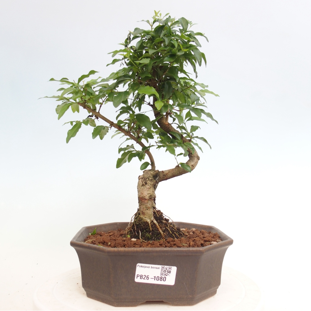Zimmer Bonsai -Ligustrum chinensis - Vogelschnabel