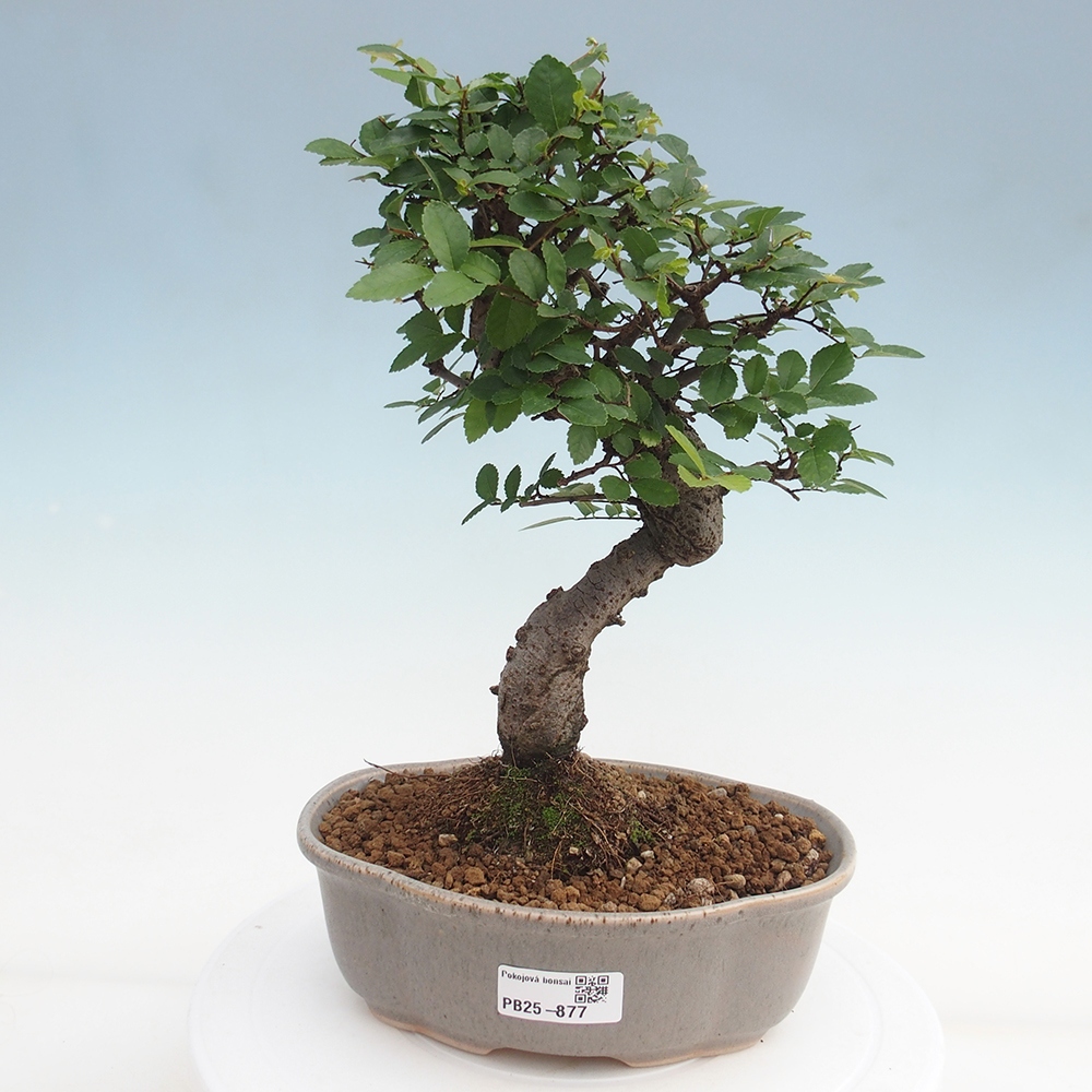 Zimmerbonsai - Ulmus parvifolia - Kleinblättrige Ulme