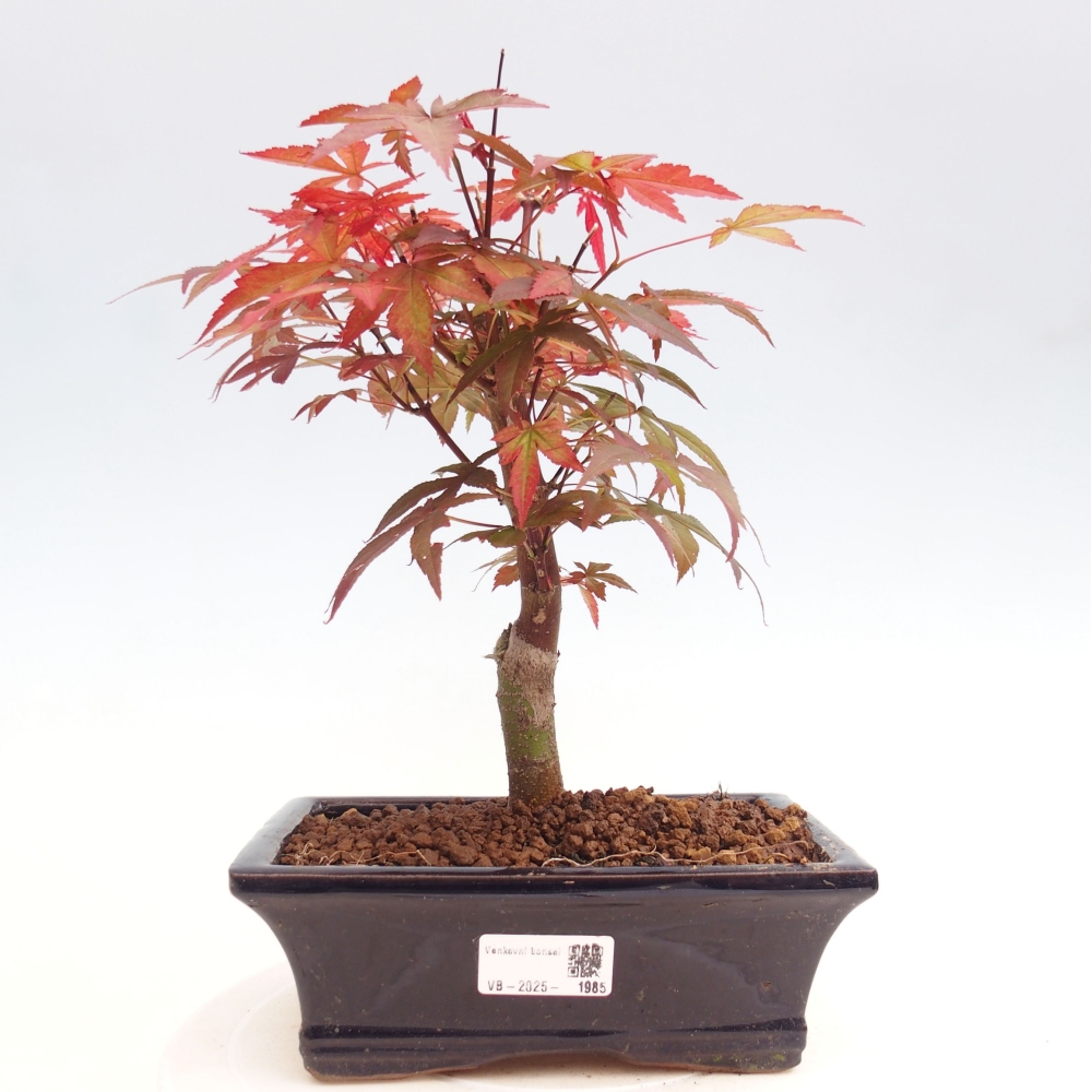 Bonsai im Freien - Acer-Palme. Atropurpureum-Palmenblatt-Ahorn