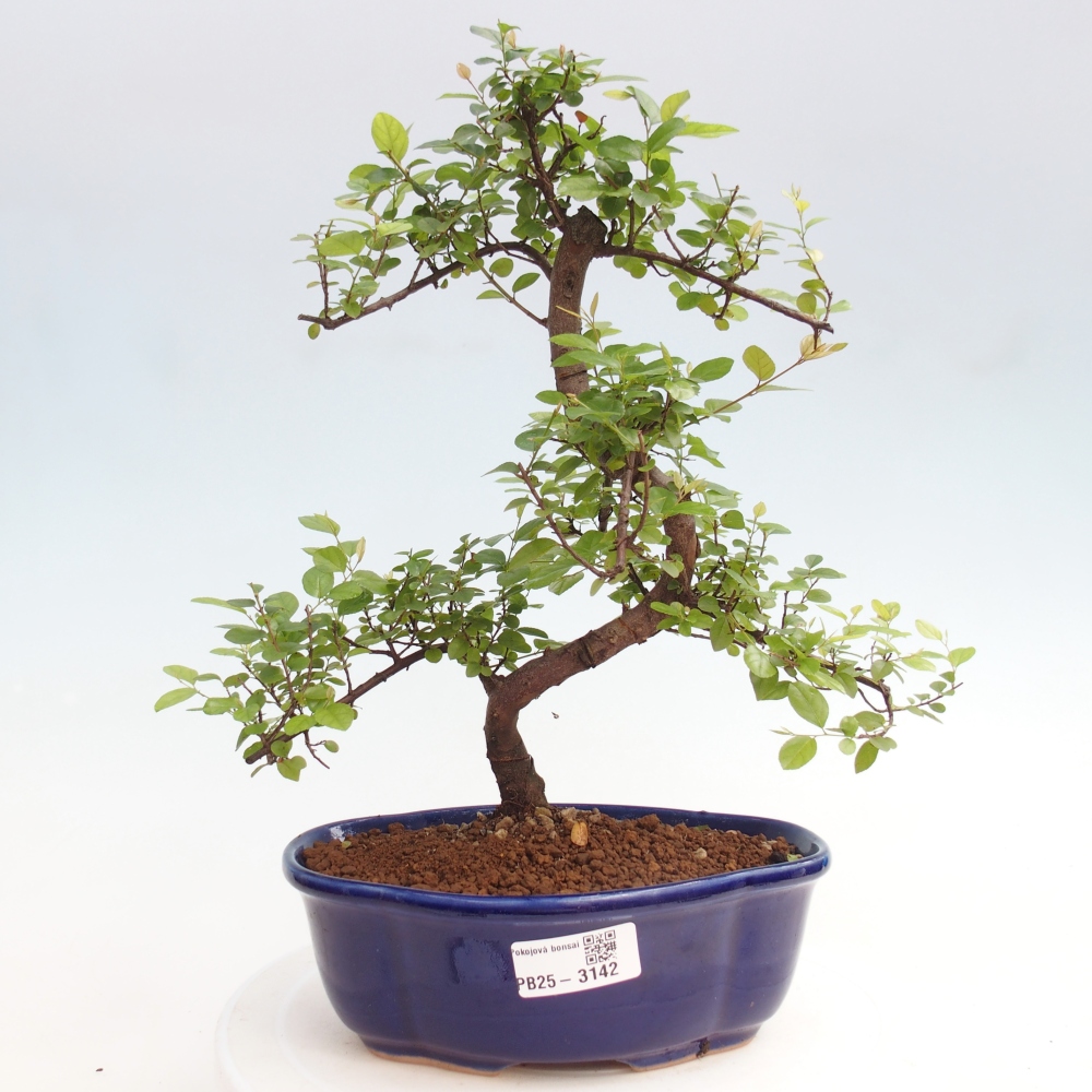 Zimmerbonsai - Sagerécie thea - Sagerécie thea
