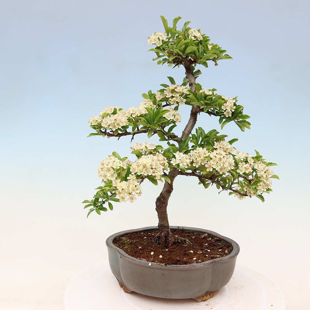 Bonsai für den Außenbereich – Pyracantha teton – Feuerdorn