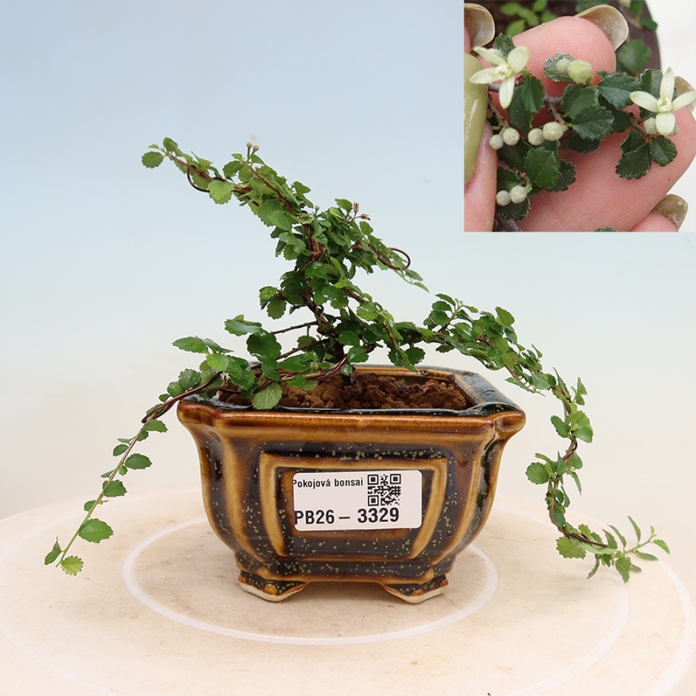 Zimmerbonsai - Grewia sp. - Kleinblättriges Grewie