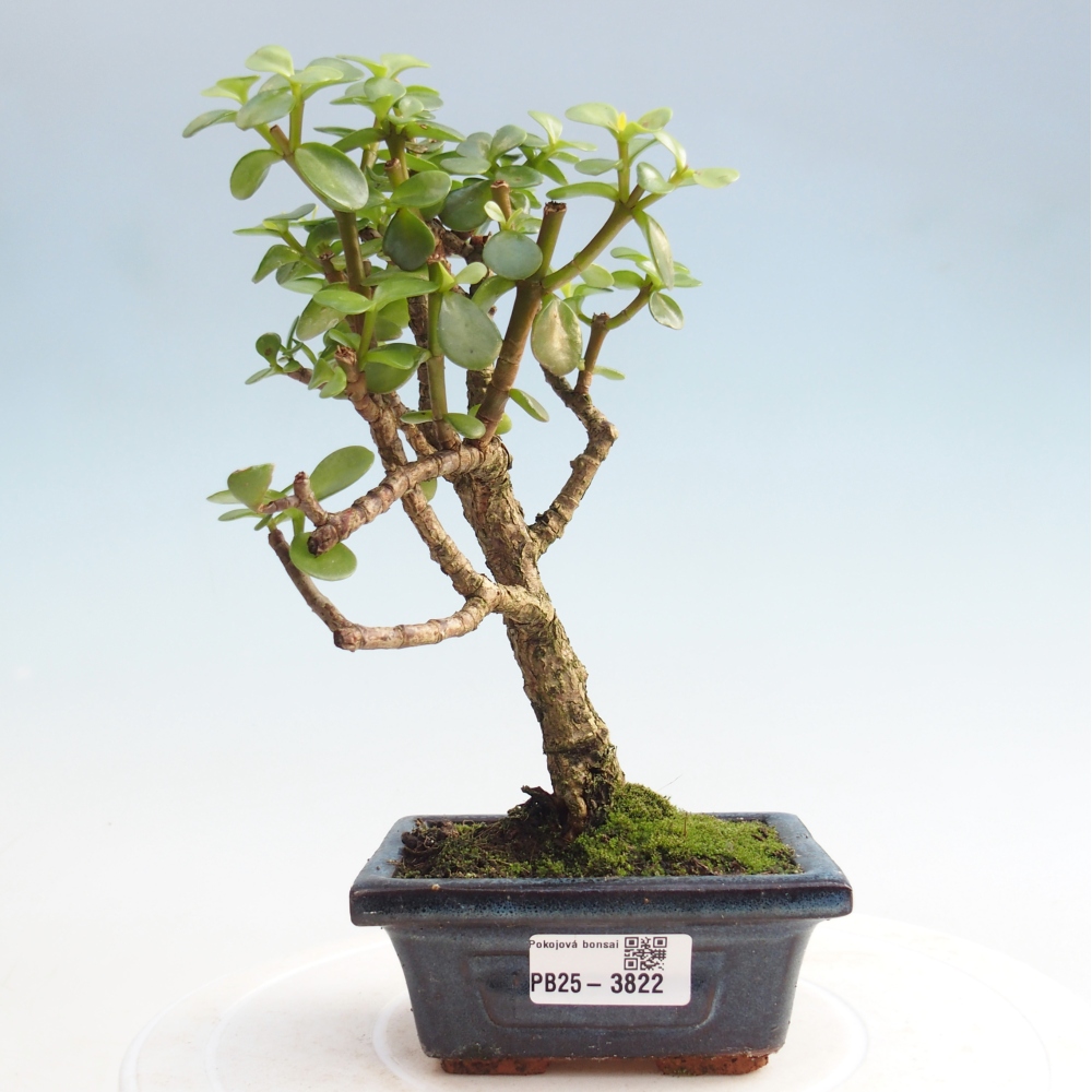 Zimmerbonsai - Portulakaria Afra - Tlustice