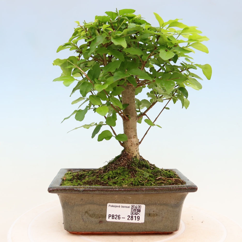 Zimmer Bonsai -Ligustrum chinensis - Vogelschnabel