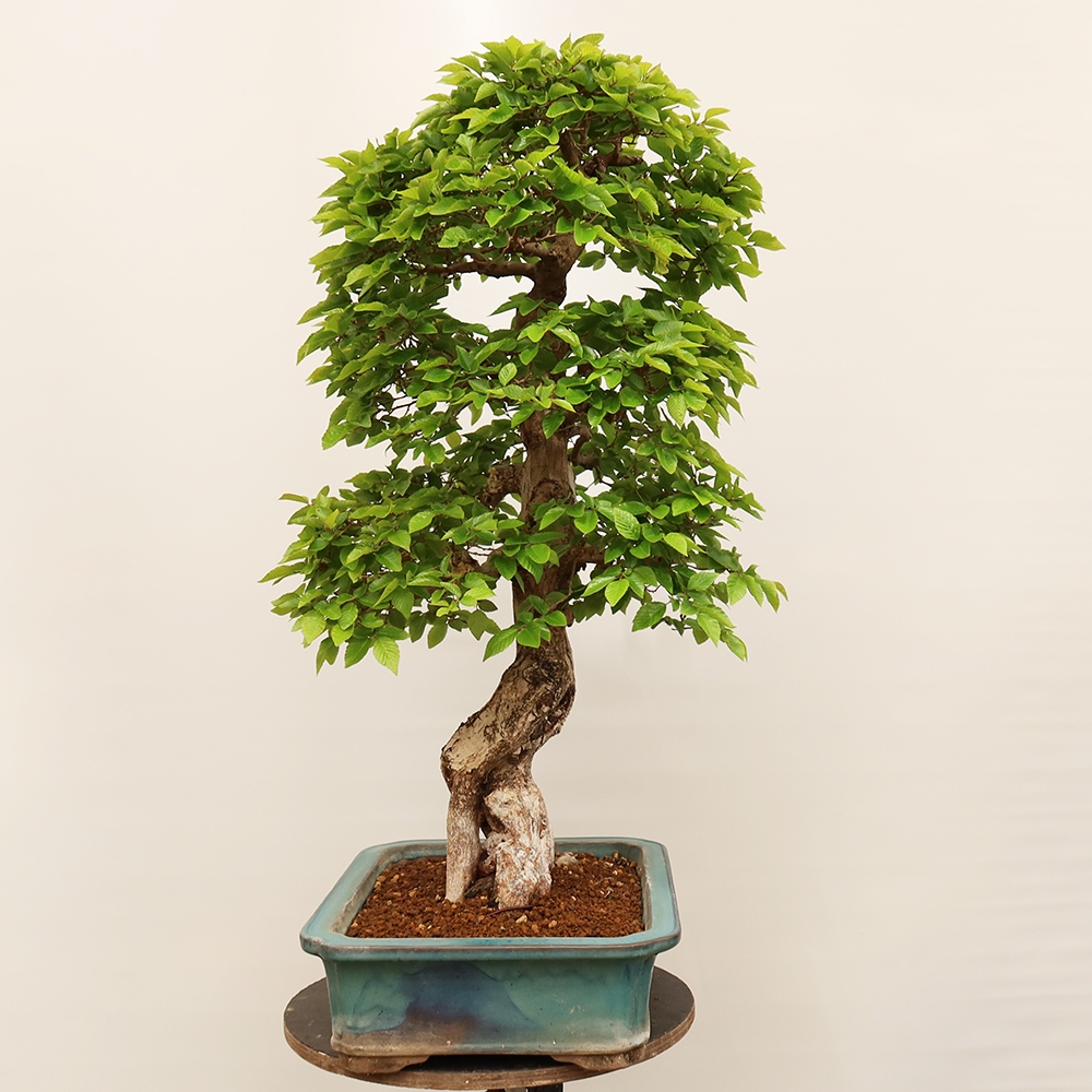 Bonsai im Freien - Carpinus Coreana - Koreanische Hainbuche