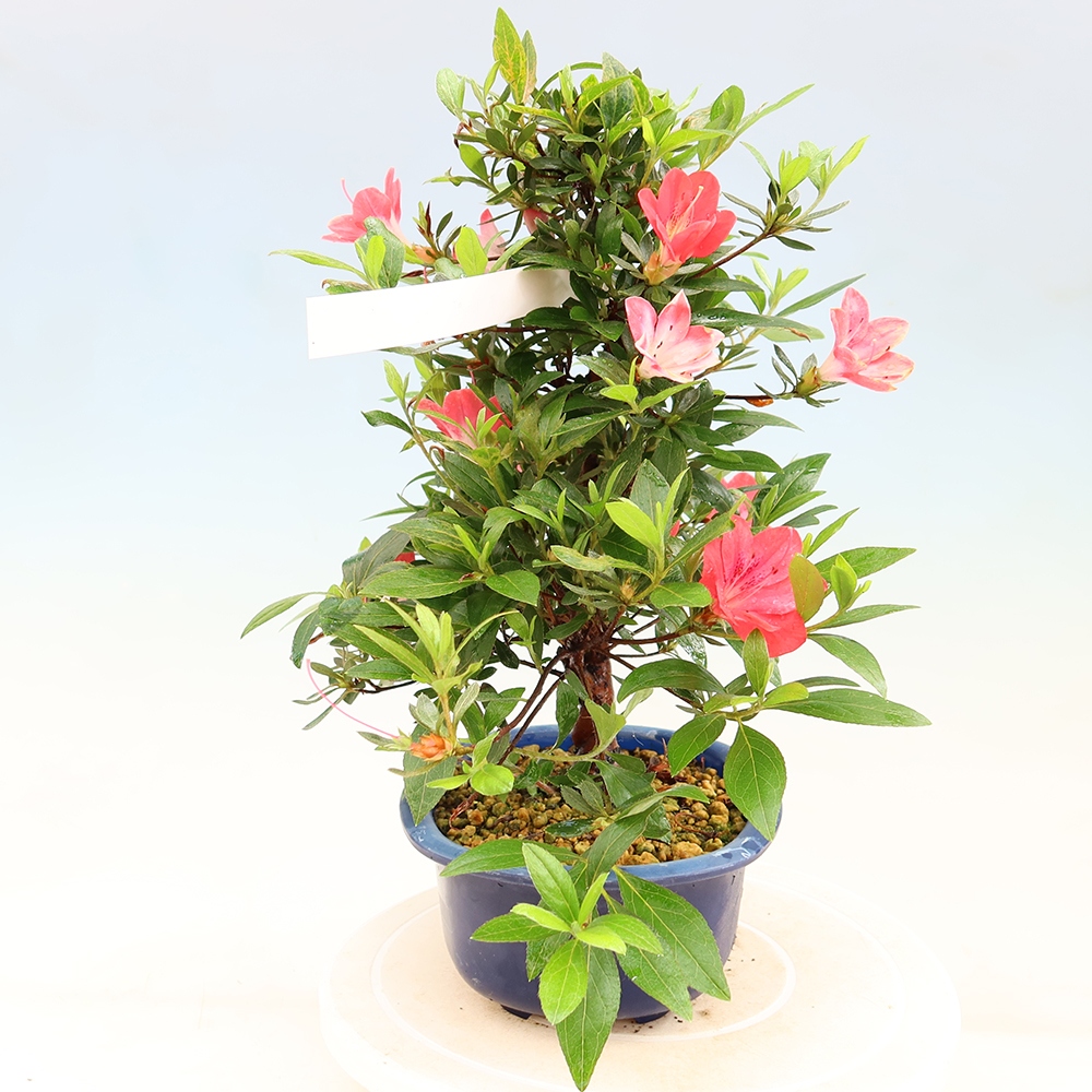 Bonsai für draußen - Japanische Azalee - Azalee Beniko