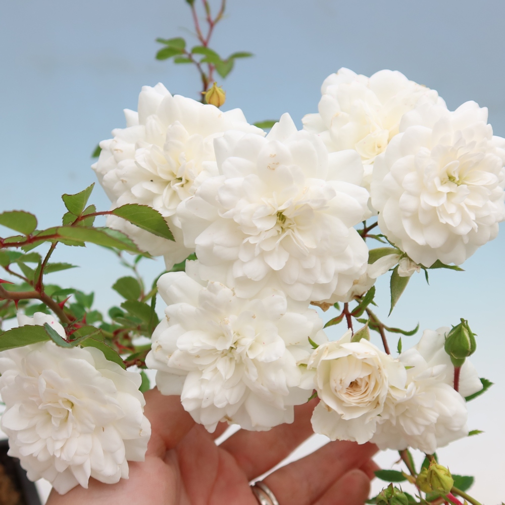 Bonsai für draußen - Rosa Kordes - Rose