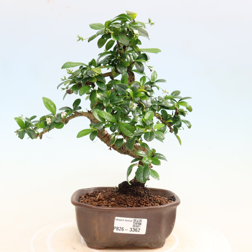 Zimmer-Bonsai - Carmona macrophylla - Tee-Fuki