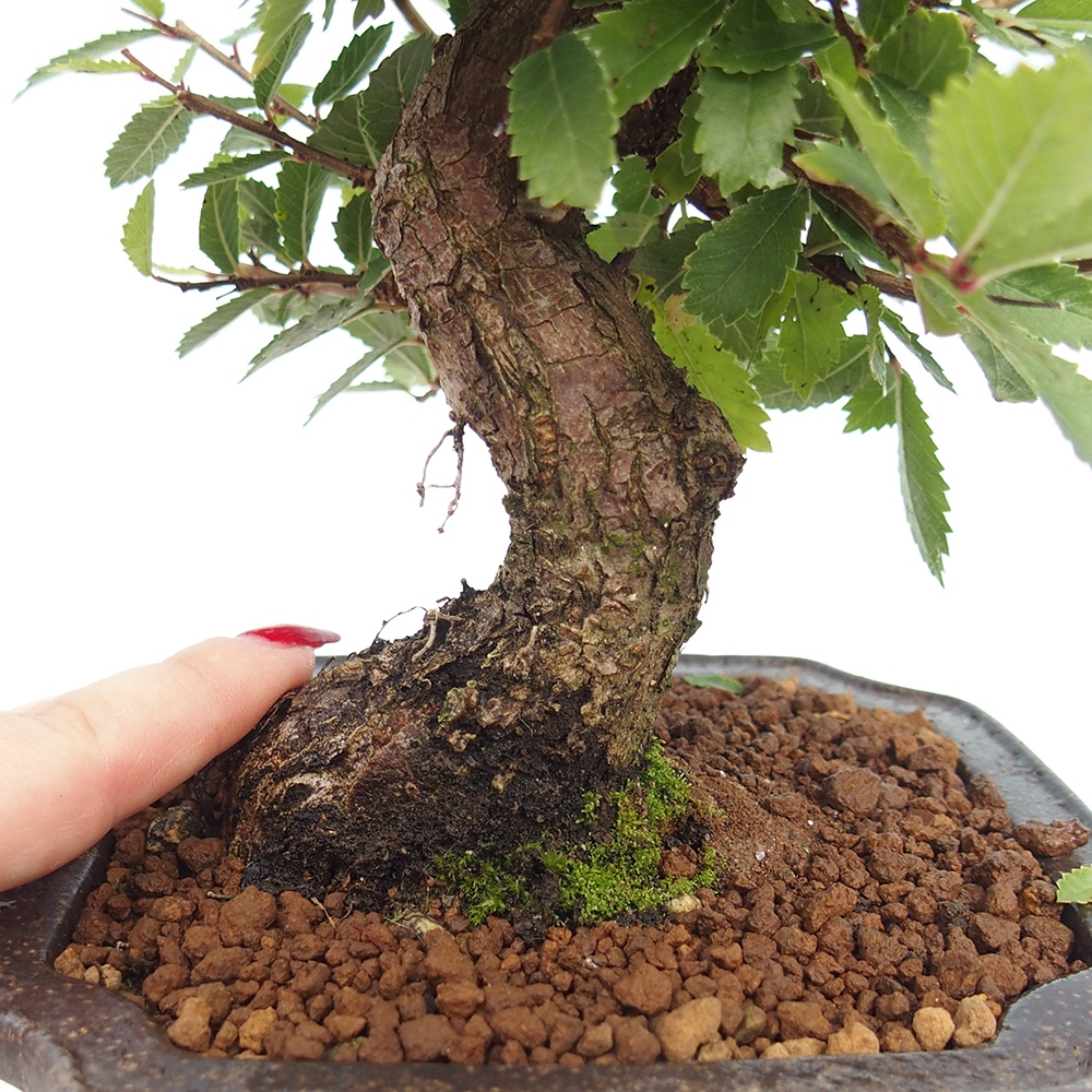 Bonsai für draußen - Zelkova - Zelkova NIRE
