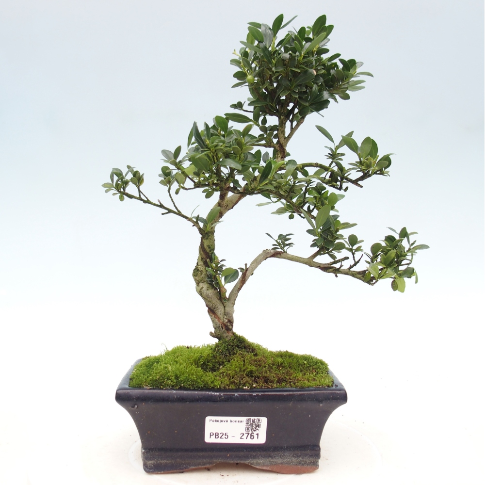 Indoor bonsai - Ilex crenata - Holly