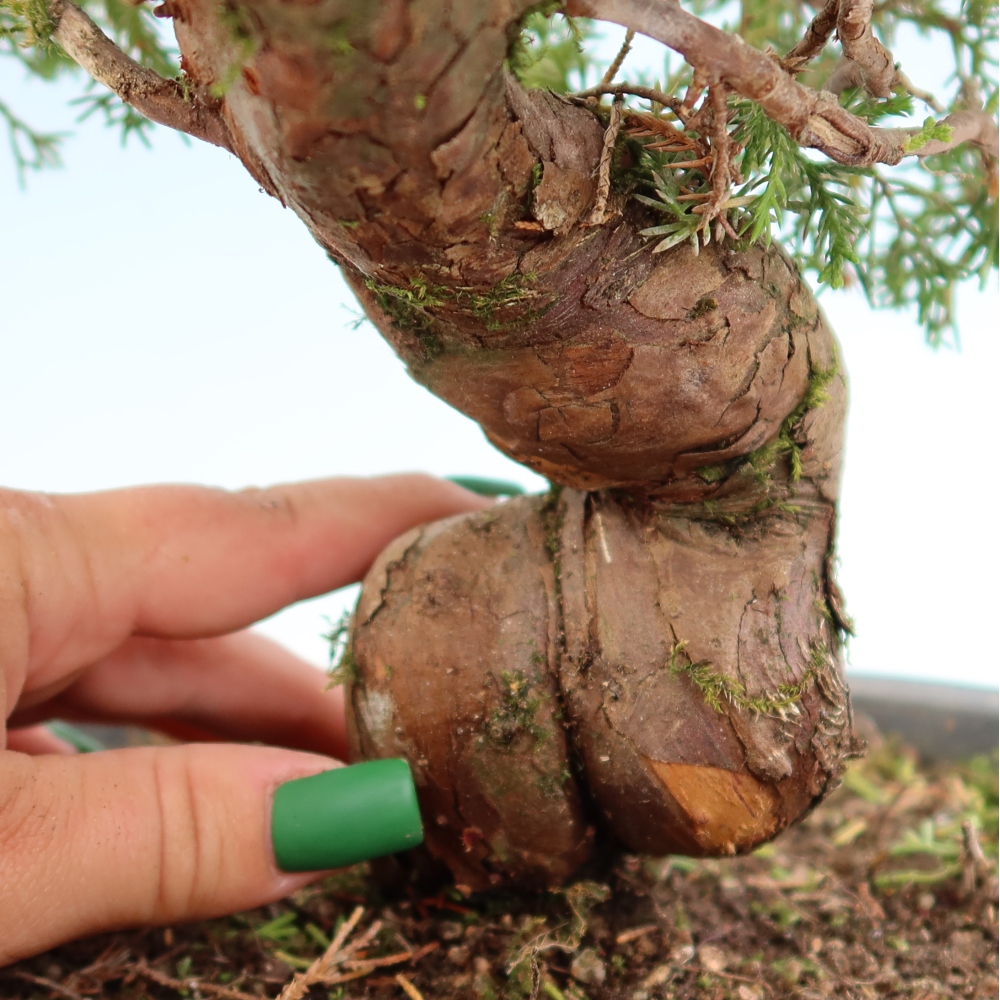 Bonsai für draußen - Juniperus chinensis Itoigawa-Juniperus chinensis