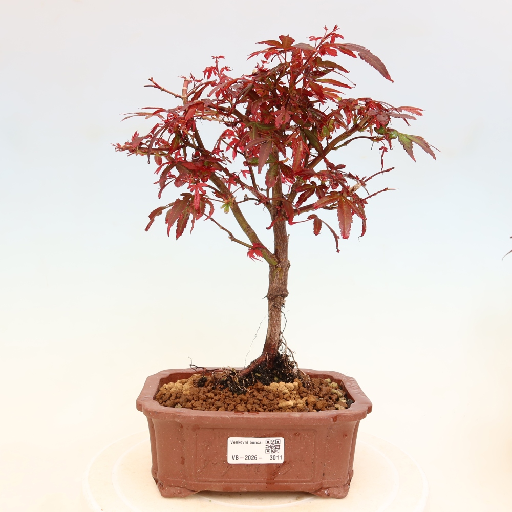Bonsai für den Außenbereich – Palmenblättriger Ahorn – Acer palmatum „Berry Broom“ 