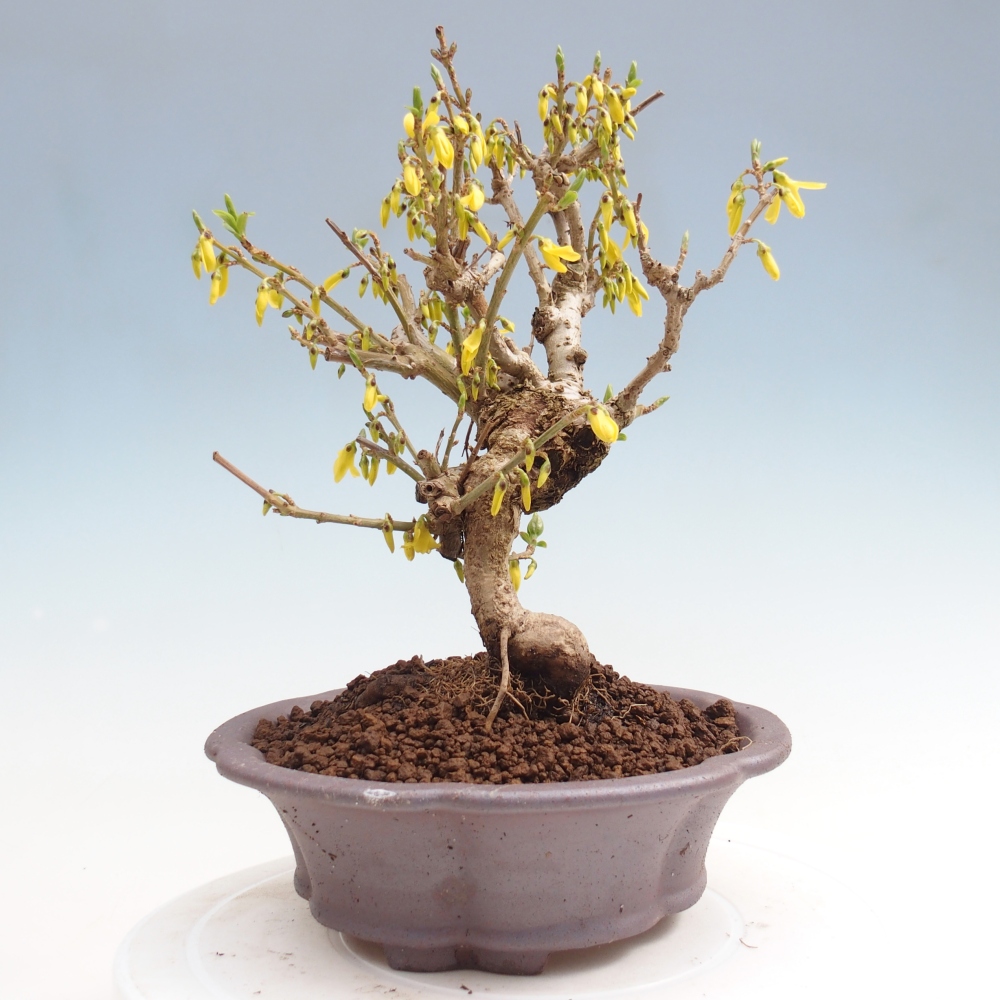 Bonsai für draußen - Zlatice - Forsythia koreana