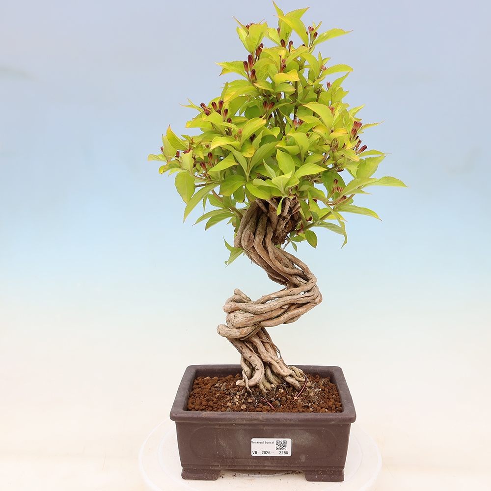 Freiland-Bonsai – Weigela subsessilis – Koreanische Weigela