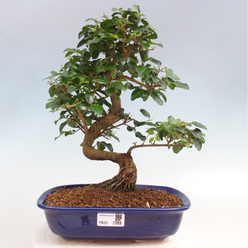 Zimmerbonsai -Ligustrum chinensis - Liguster