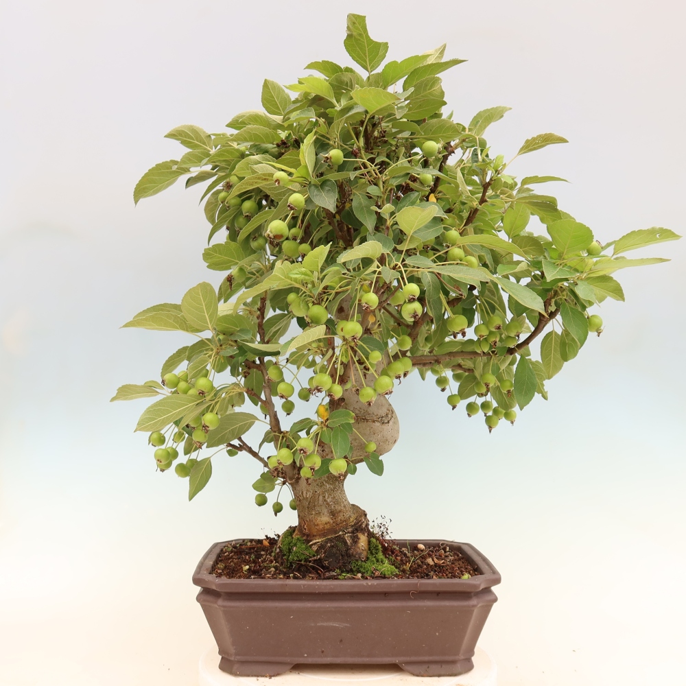 Outdoor-Bonsai -Malus halliana - Kleinfrüchtiger Apfelbaum