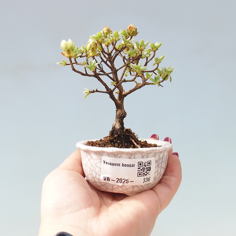 Outdoor-Bonsai - Rododendron indicum - Japanische Azalee