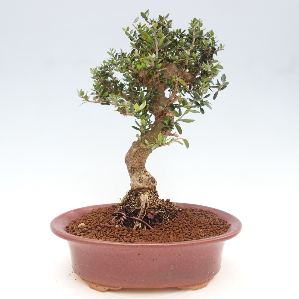 Indoor-Bonsai - Olea europaea sylvestris - Europäisches kleinblättriges Olivenöl
