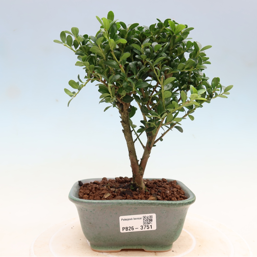 Zimmer Bonsai - Ilex crenata - Stechpalme