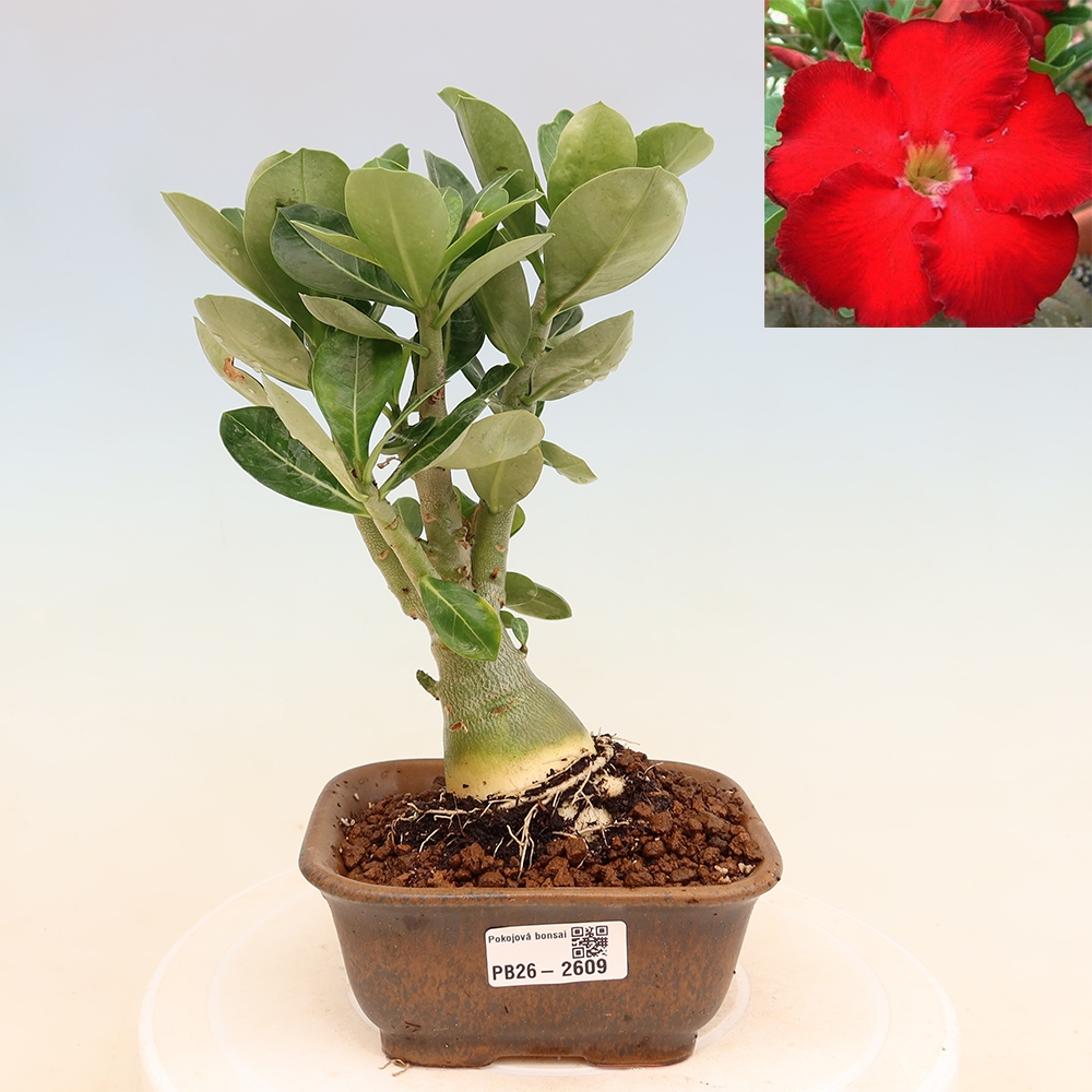 Zimmerbonsai – Adenium obesum „Red Star“ – Wüstenrose