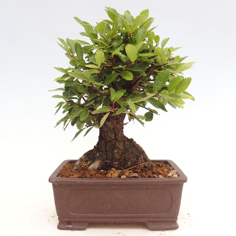 Bonsai im Freien - Zelkova - Zelkova NIRE