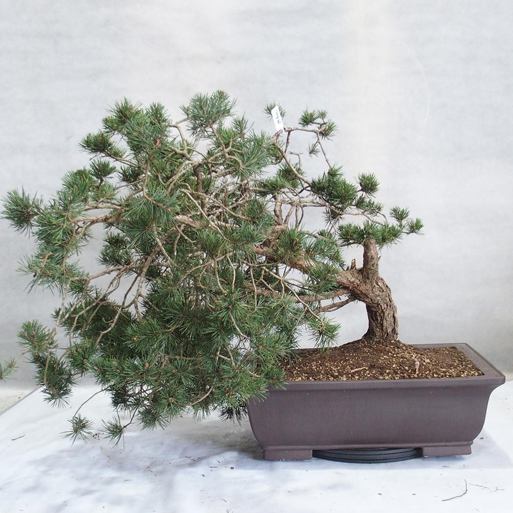 Yamadori - Pinus sylvestris 