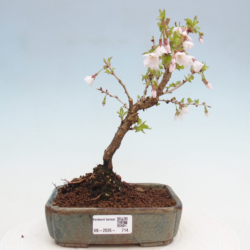 Bonsai für draußen - Prunus incisa Kojou-no mai-Plivon ausgeschnitten