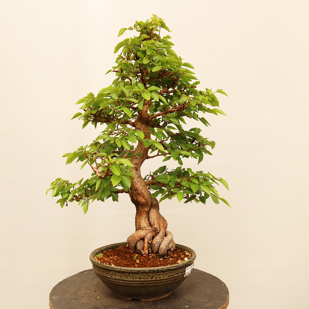 Bonsai im Freien - Carpinus Coreana - Koreanische Hainbuche