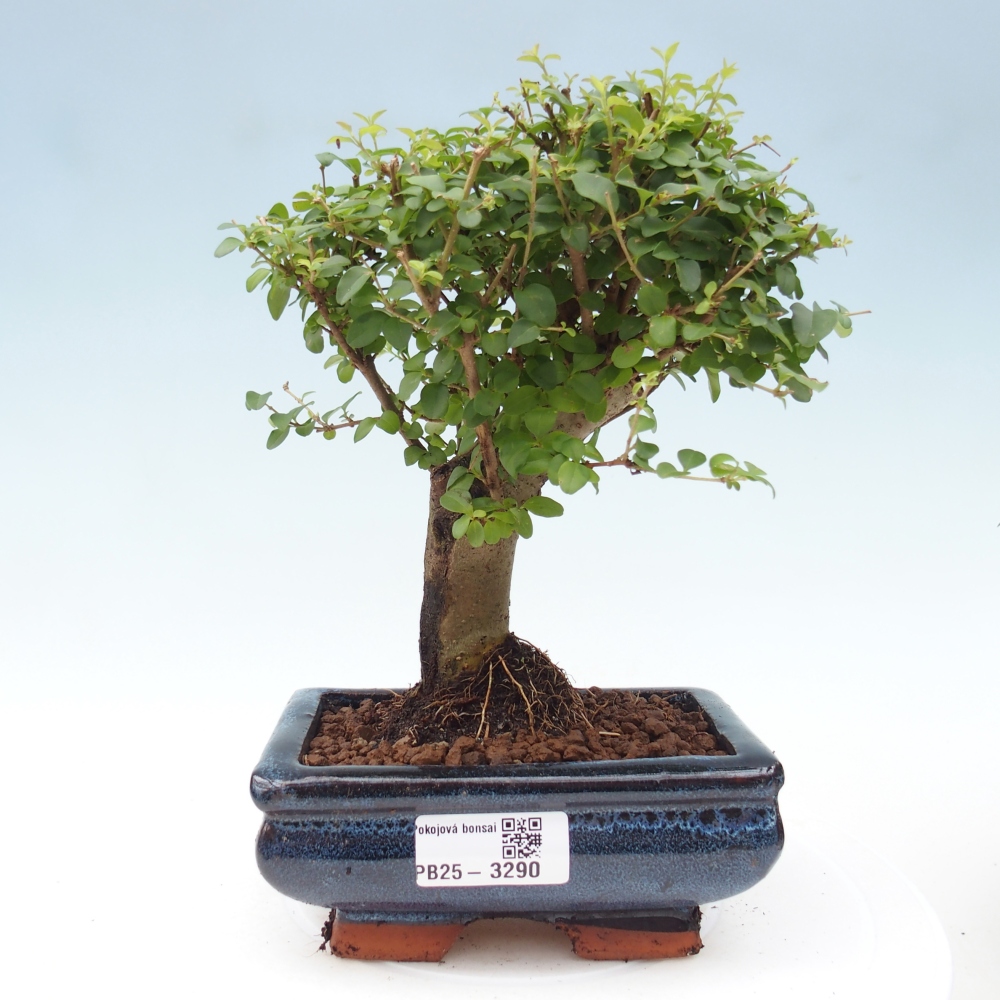 Zimmer Bonsai -Ligustrum chinensis - Vogelschnabel