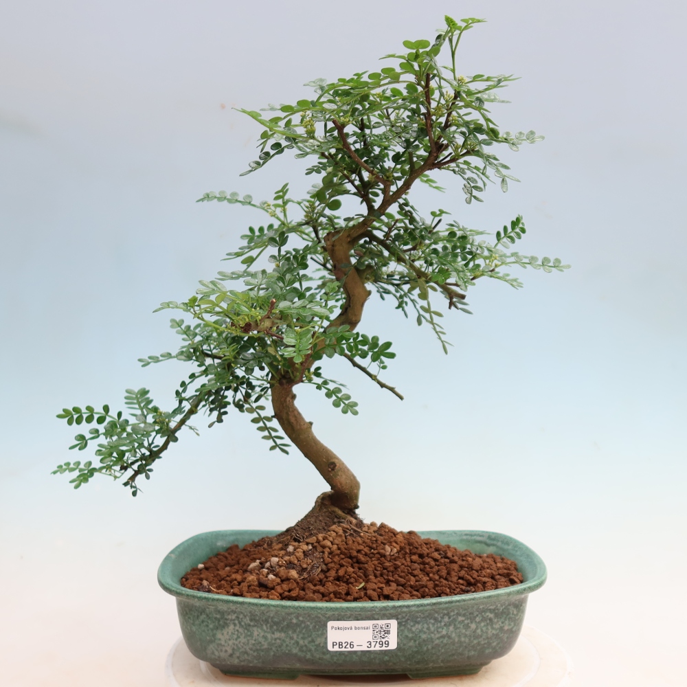 Zimmer Bonsai - Zantoxylum piperitum - Pfefferbaum