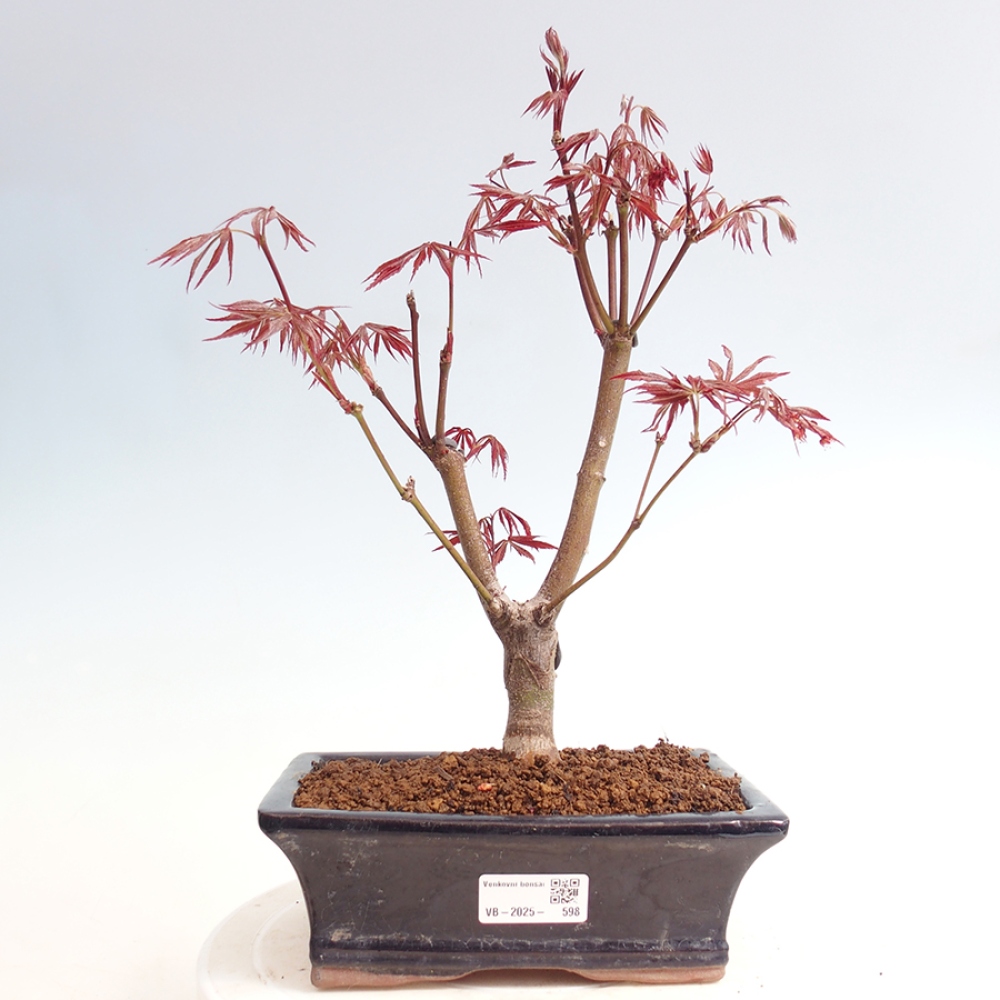 Bonsai im Freien - Acer-Palme. Atropurpureum-Palmenblatt-Ahorn
