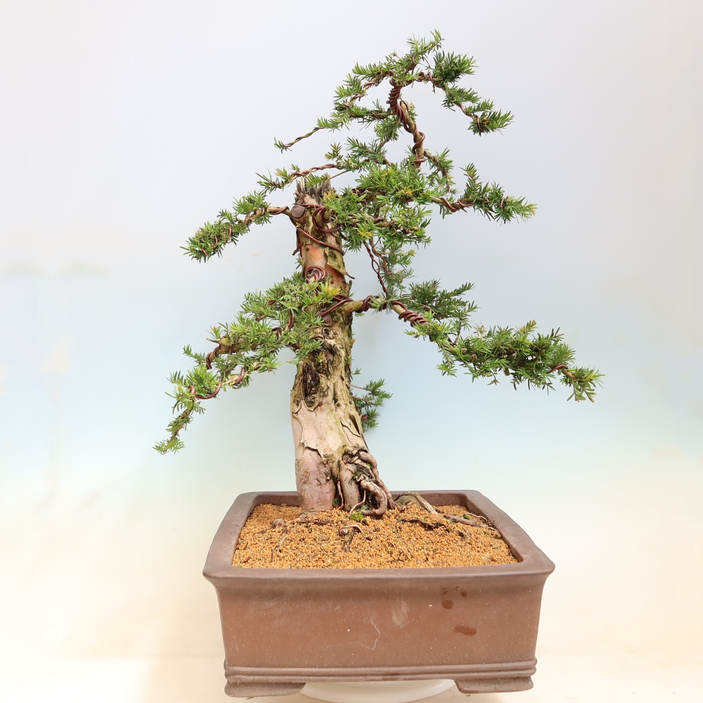 Bonsai für den Außenbereich – Taxus baccata – Rote Eibe