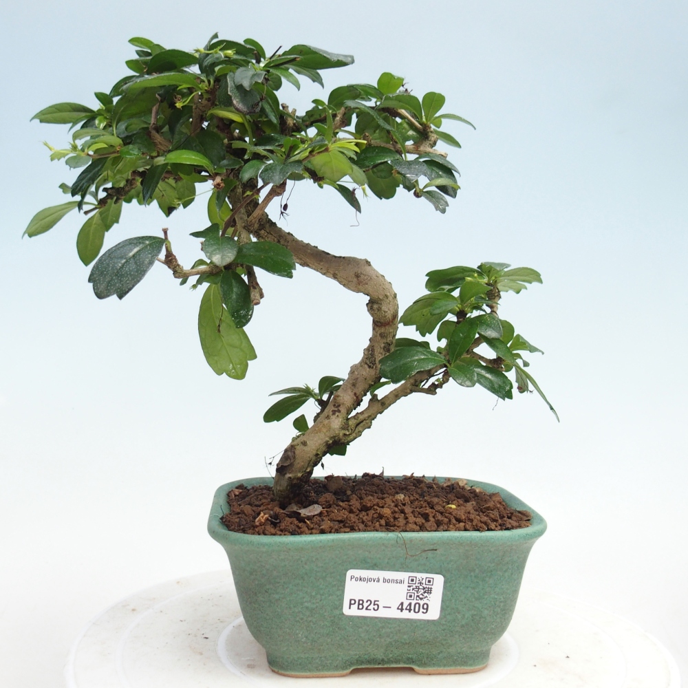 Zimmer-Bonsai - Carmona macrophylla - Tee-Fuki