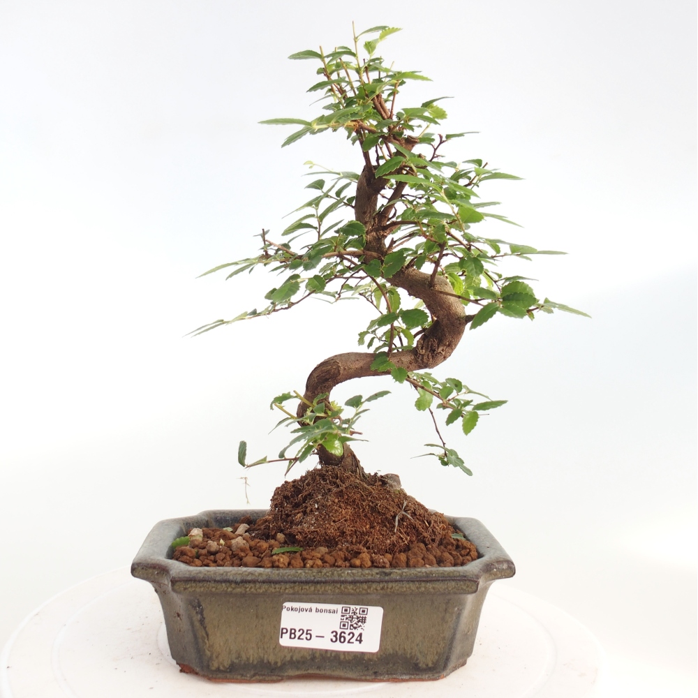 Zimmerbonsai - Ulmus parvifolia - Kleinblättrige Ulme