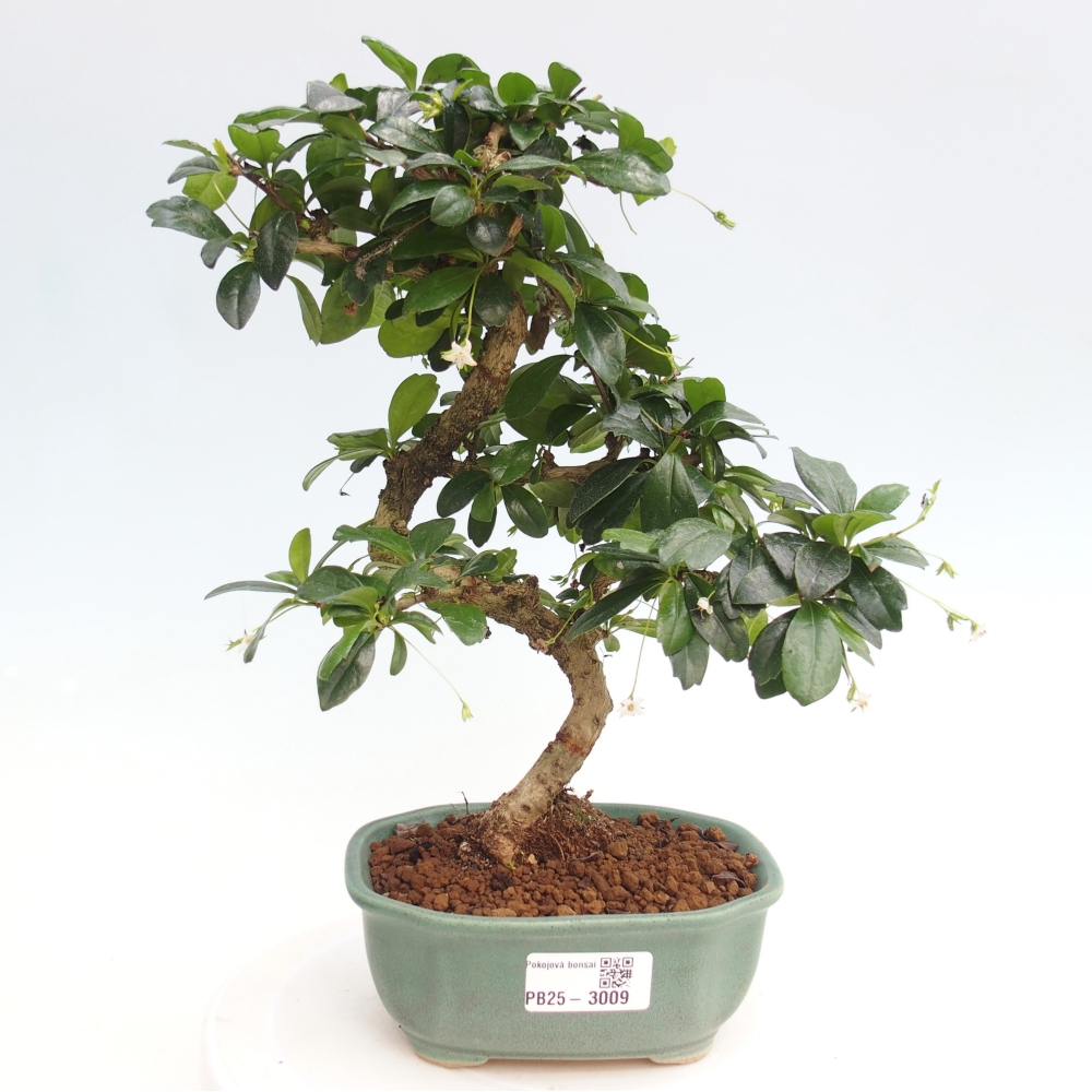 Zimmerbonsai - Carmona Macrophylla - Fuki-Tee