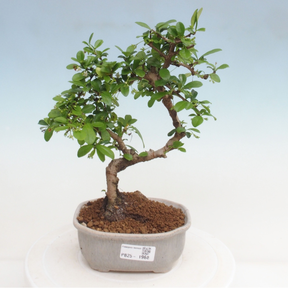 Zimmerbonsai - Carmona Macrophylla - Fuki-Tee